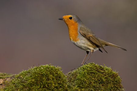 European robin sitting in a branch covered withe green moss from side viewの写真素材
