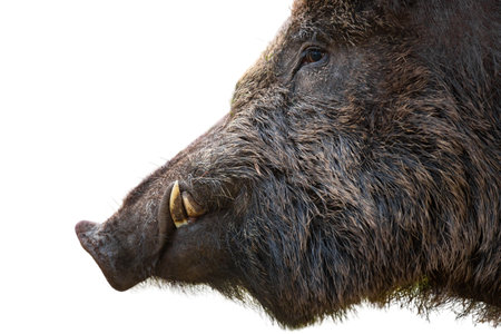 Dangerous wild boar white white tusks looking aside isolated on white backgroundの写真素材