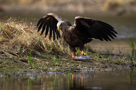 White-tailed eagle dragging a fish out of water after successful huntの写真素材