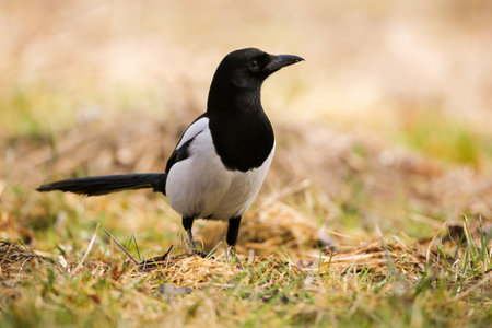 Eurasian magpie sitting on ground on in summertimeの写真素材