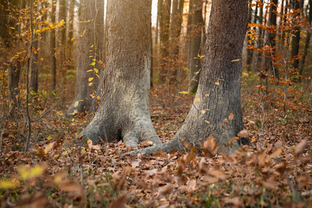 Muddy marking tree of wild boar in autumn forest illuminated by evening sunの写真素材