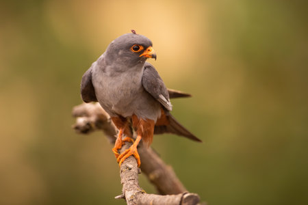 Red-footed falcon male looking into camera while perched on branch in summer forestの写真素材