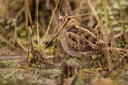Common snipe sitting on the ground and hiding in a vegetation of wetland