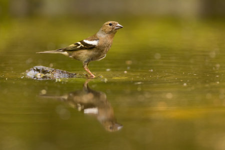 Female chaffinch sitting in a shallow water in pond about to drink or batheの写真素材