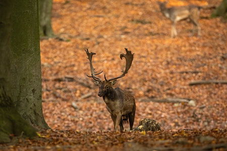 Fallow deer approaching on foliage in forest in autumnの写真素材