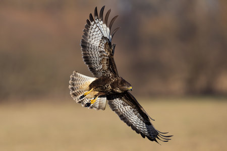 Common buzzard flying over the field in autumn natureの写真素材