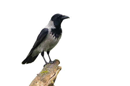 Hooded crow sitting on a branch from side view isolated on white backgroundの写真素材