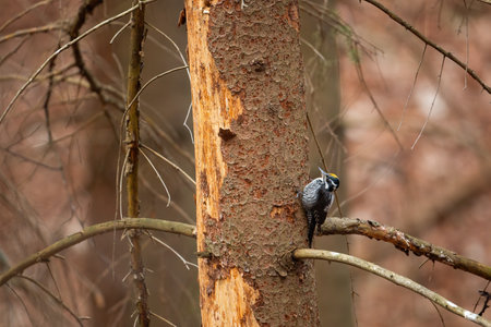 Eurasian three-toed woodpecker climbing old tree in coniferous forestの写真素材