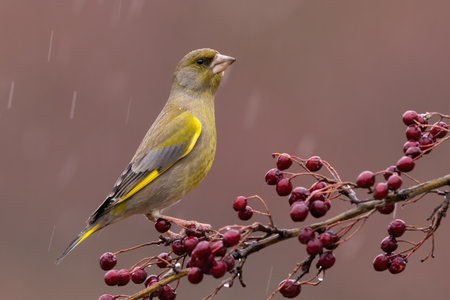 European greenfinch sitting on rosehip bush in rainingの写真素材