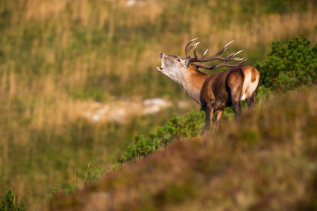 Red deer roaring in the moddle of dwarf pine in autumnの写真素材