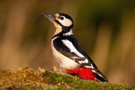Great spotted woodpecker sitting on mossed wood in autumnの写真素材