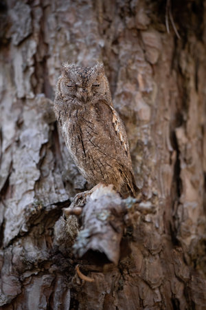 Eurasian scops owl hiding on a tree thanks to mimicryの写真素材
