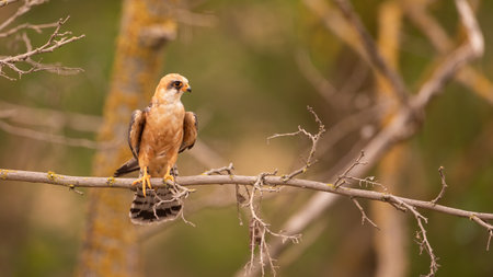 red-footed falcon female perching in a tree illuminated by morning sunの写真素材