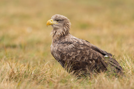 White-tailed eagle sitting on dry meadow in autumnの写真素材