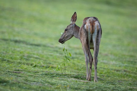Red deer grazing on cut grassland in summer natureの写真素材