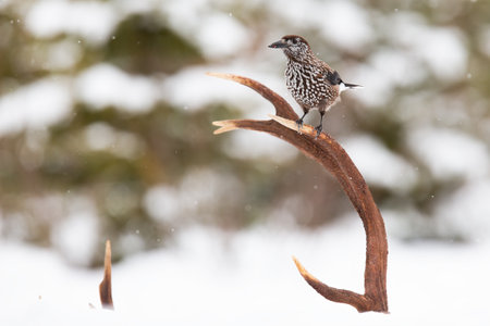Spotted nutcracker sitting on antlers in winter seasonの写真素材