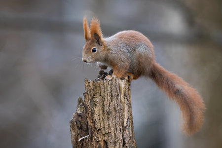 red squirrel climbing on tree in autumn environmentの写真素材