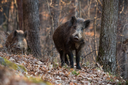 Two wild boar looking to the camera in forest in autumnの写真素材