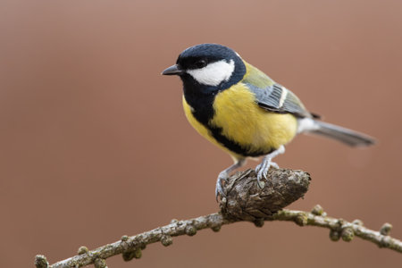 Great tit sitting on cone on tree in autumn environmentの写真素材