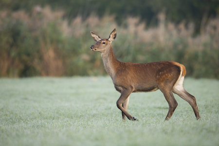 Red deer walking on green grassland in autumn natureの写真素材