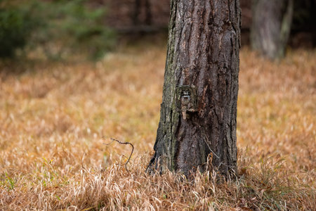Trail camera hidden on a tree in forest with copy space.の写真素材