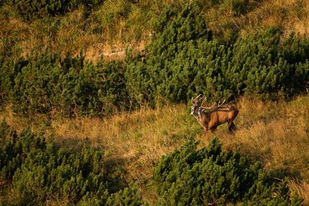 Red deer roaring among dwarf pines in rutting season in mountains.の写真素材