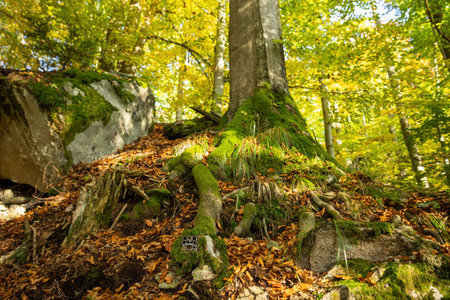 Camera trap hidden in a roots of a large tree in autumn forest.の写真素材