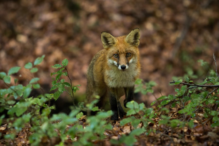 Red fox looking to the camera in forest in summertimeの写真素材