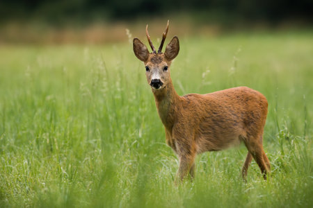 Roe deer buck looking attentively on a meadow with green grass in summerの写真素材