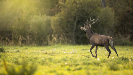 Red deer stag walking away and looking up into to sun ray glareの写真素材