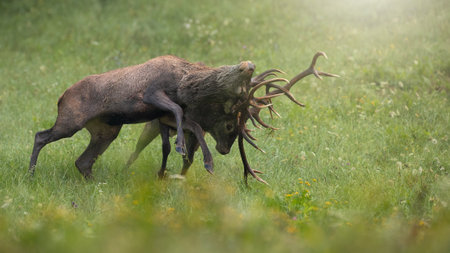 Two red deer stag stuck in duel with antlers clenching each otherの写真素材
