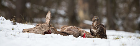 Common buzzard sitting on a ground near a dead prey in winterの写真素材
