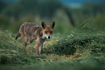 Red fox on a meadow among heaps of a cut down grass looking into camera with interest.の写真素材