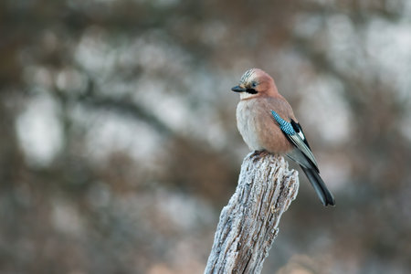 Eurasian jay sitting on white stump in winter natureの写真素材