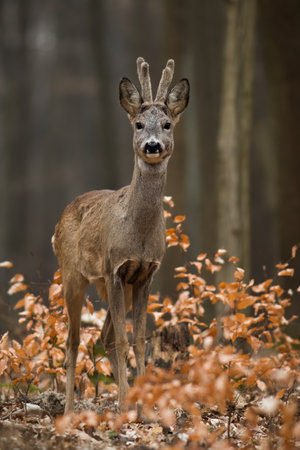 Roe deer looking to the camera in forest in vertical shot.の写真素材