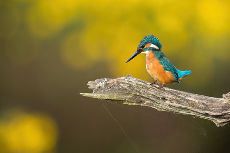 Common kingfisher sitting on wood in autumn with copy spaceの写真素材
