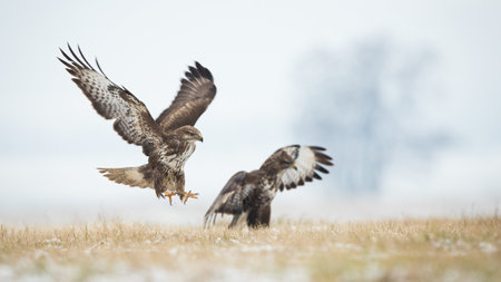 Two common buzzard landing on field in winter natureの写真素材