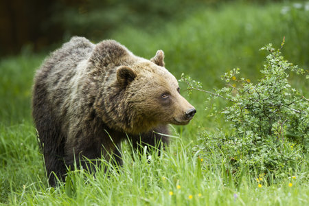 Large brown bear walking on grassland in summer natureの写真素材