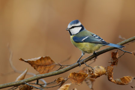Eurasian blue tit sitting on twing in autumn from sideの写真素材
