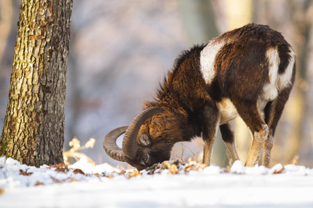 Mouflon feeding in snowy forest in wintertime natureの写真素材