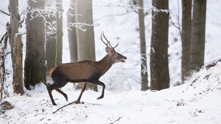 Red deer running in snowy forest in winter from sideの写真素材