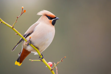 Bohemian waxwing sitting on twig in winter with copyspaceの写真素材