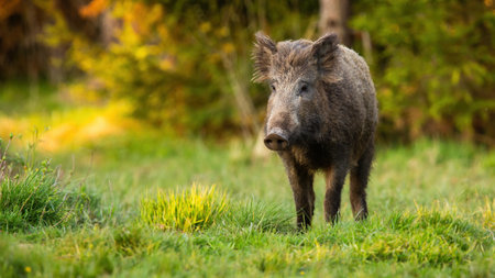 Wild boar walking on grassland in summertime natureの写真素材