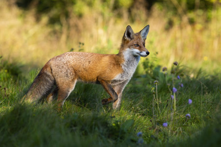 Red fox observing on green meadow in summer with sun in backgroundの写真素材