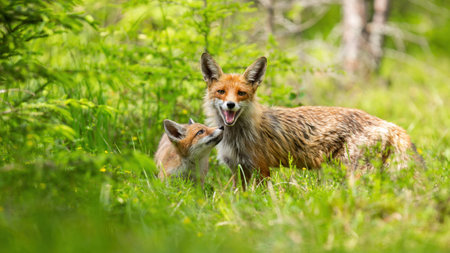 Red fox with cub standing on green grassland in summerの写真素材