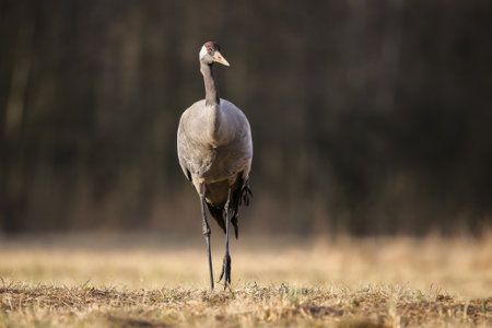 Common crane approaching on dry meadow in autumn from frontの写真素材