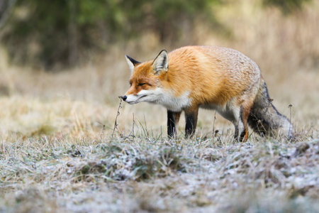Red fox sniffing plant on grassland in autumn natureの写真素材
