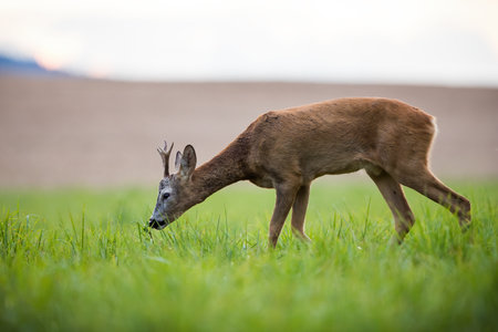 Roe deer grazing on green pasture in autumn natureの写真素材