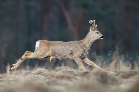 Roe deer running on dry field in springtime from sideの写真素材