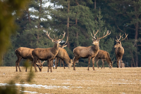 Herd of red deer standing on dry field in autumn natureの写真素材